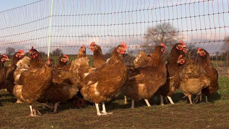 إنفلونزا الطيور يجبر اليابان على إعدام المزيد من الدجاج