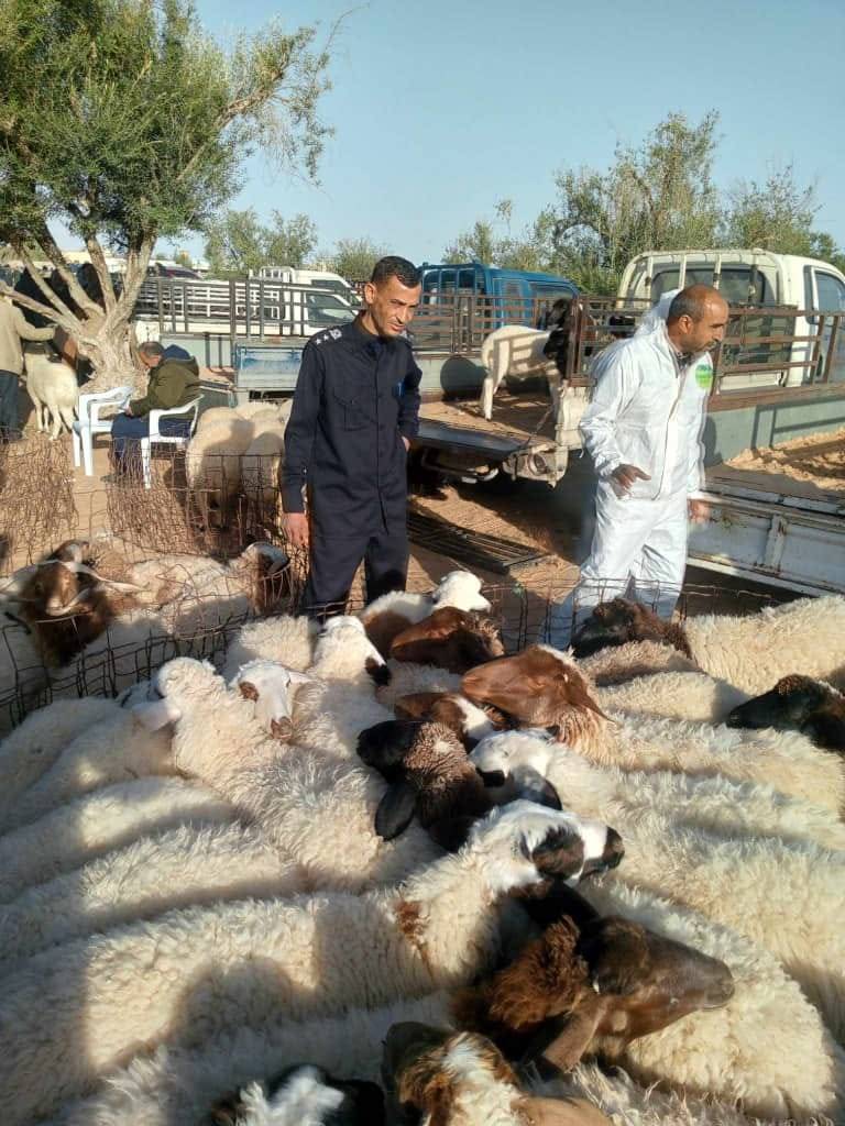 ليبيا تواجه «الحمى القلاعية»