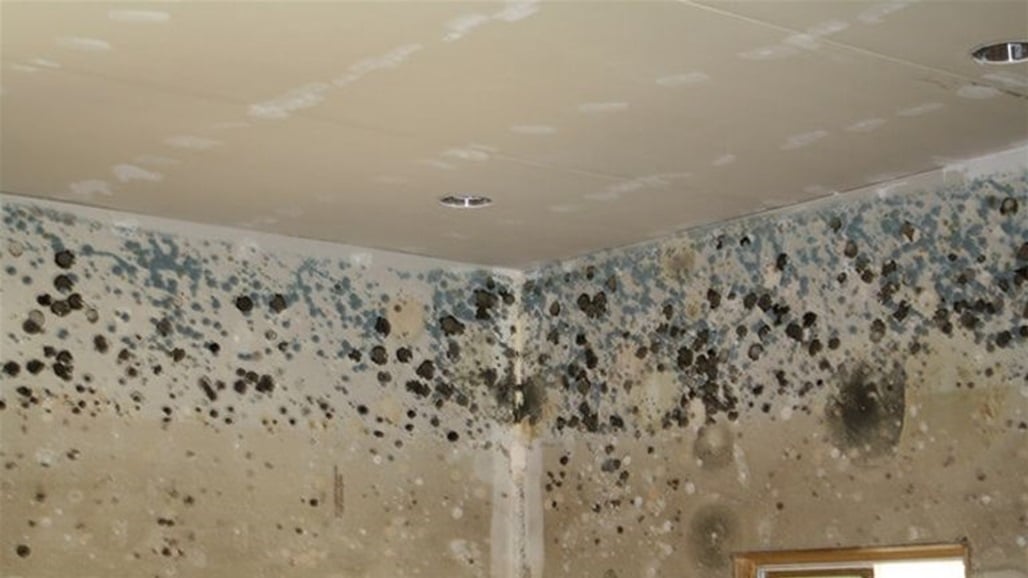 25 ألف شكوى خلال عام واحد.. "العفن" يغزو منازل بريطانيا