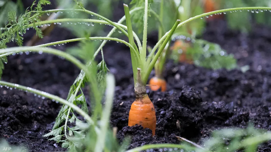 أطعمة تسرّع "تعافي الجسم" من حروق الشمس